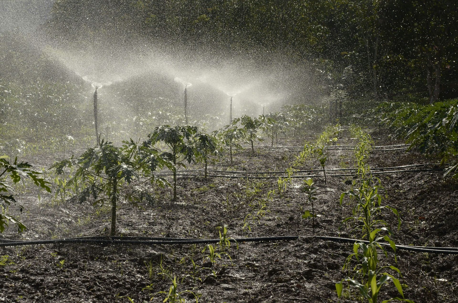 Plantation watered with water using sprinklers